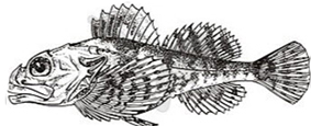 Myoxocephalus scorpius_claves.jpg